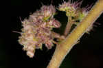 Hairy crabweed <BR>Clammyweed